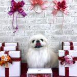 ペキニーズ　みるくちゃん