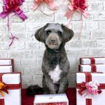 プードルｘパピヨン　ピノちゃん