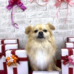 チワワ　あずきくん