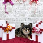 チワワ　オレオくん