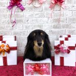 ダックスフンド　ダックスちゃん