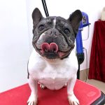 フレンチブルドッグ　　　ハルちゃん