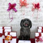 ヨーキー＆プードル　ルナちゃん