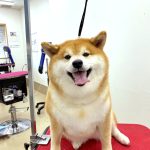 柴犬　なるちゃん