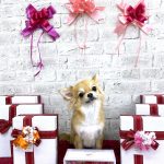 チワワ　モモちゃん