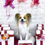 パピヨン　天くん