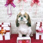 シーズー　くうくん