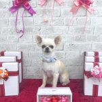 チワワ　ラッキーくん