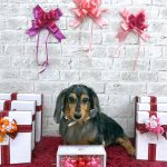 ダックスフンド　サクラちゃん