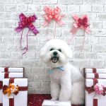 ビションフリーゼ　ゆきくん