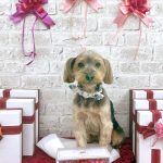 ヨークシャーテリア　ショコラくん