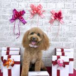 トイプードル　モコちゃん