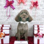 トイプードル　フランくん　泥パック