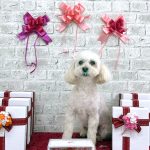 トイプードル　まるこちゃん