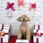 トイプードル　りなこちゃん