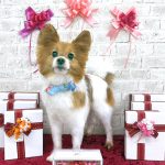 パピヨン　エマくん