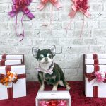 チワワ　ここちゃん