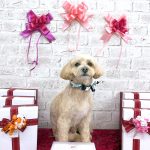 マルプー　むぎくん