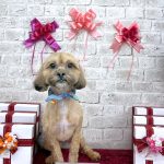 プードルｘシーズー　ぽちくん