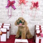 トイプードル　ももちゃん