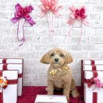 マルプー　モカちゃん