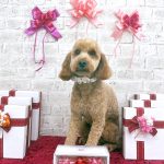 トイプードル　ソースケくん