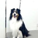 シェルテイー　ルークくん