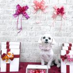 マルチーズｘペキニーズ　くるみちゃん