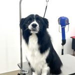 ボーダーコリー　ごまくん