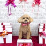 トイプードル　ププちゃん