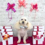 トイプードル　ランドくん