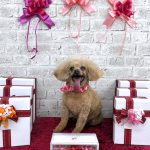 トイプードル　COCOちゃん