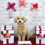 初めてご来店　マルプー　ナラちゃん　PV動画あり