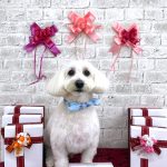 マルチーズｘダックス　れいくん