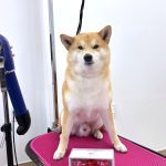 柴犬　happyくん