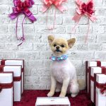 ポメラニアン　豆継くん