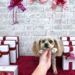 ヨークシャーテリア　プーちゃん