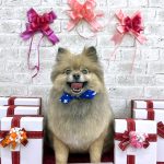 ポメラニアン　ルゥくん