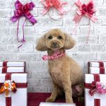 トイプードル　華ちゃん　シルクパック