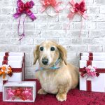 ダックスフンド　ボビーくん