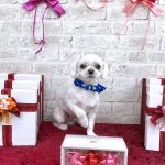 マルチーズ　シロくん