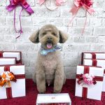 トイプードル　ライトくん