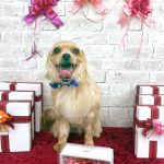 ヨーキーｘマルチーズ　　リブくん