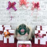 ペキニーズ　べあちゃん