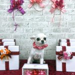 チワワ　空（くぅ）ちゃん