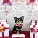 チワワ　潮音（シオン）ちゃん