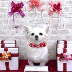 チワワ　こむぎちゃん