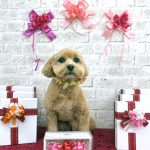 マルプー　はなちゃん