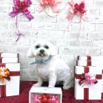 マルチーズ　ちのくん