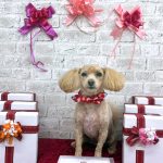 マルプー　海ちゃん　シルクパック